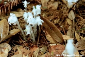 苗族自治县发现罕见植物 水晶兰被称冥界之花(通体洁白)