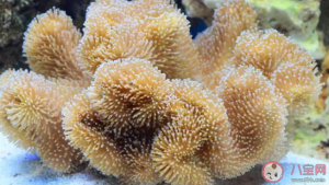 珊瑚颜色变白的现象被称为 神奇海洋5月23日答案