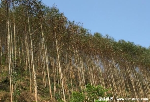  为何广西遍地种植桉树 桉树的成林年限很短(回本速度快)