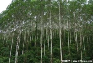  为何广西遍地种植桉树 桉树的成林年限很短(回本速度快)