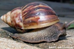  从非洲入侵中国的物种 非洲大蜗牛已泛滥成灾体型较大