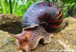  从非洲入侵中国的物种 非洲大蜗牛已泛滥成灾(体型较大)