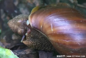  从非洲入侵中国的物种 非洲大蜗牛已泛滥成灾(体型较大)