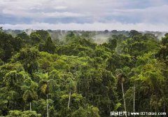  亚马逊雨林究竟有多可怕 蕴藏着无数危险人类的禁区