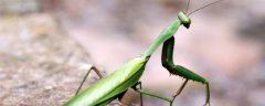 螳螂吃什么虫子？螳螂吃什么虫子的照片