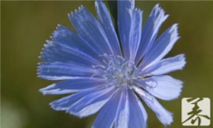 菊苣能治痛风吗 菊苣能治痛风吗