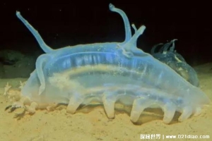  生活在深海中的神奇生物 海猪用手戳就会死(海参的近亲)