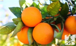 沃柑和黄金柑哪个好吃 沃柑和黄金柑哪个好吃