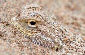  科学家发现异类蜥蜴 绻尾沙蜥肚子里都是沙子(生活在沙滩)