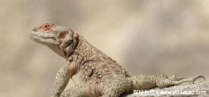  科学家发现异类蜥蜴 绻尾沙蜥肚子里都是沙子(生活在沙滩)