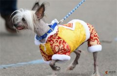 中国冠毛犬的智商等于人类的几岁？看纯不纯
