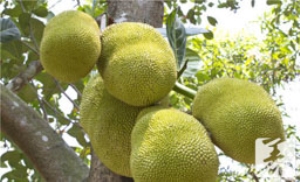 菠萝蜜的功效与副作用 菠萝蜜的功效与副作用