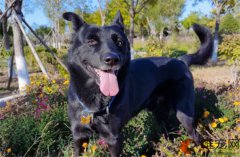 发了情的狗狗处理见血了几天能配