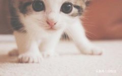 养小猫咪？怎样喂养小猫咪