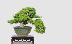制作罗汉松盆景？罗汉松的寓意是什么