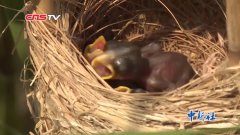 首次发现的鸟类品种，被称「鸟中大熊猫」