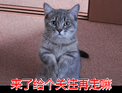 养狗有什么好处（养狗有什么讲究和忌讳吗）(7)