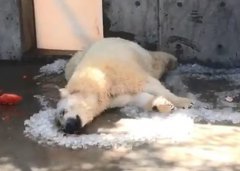 北极熊术后「撸冰解暑」玩超嗨？网被萌翻：超可爱