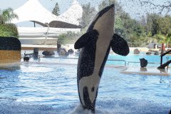 世界十大攻击力最强的动物：虎鲨排第二，虎