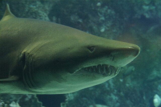 世界十大攻击力最强的动物:虎鲨排第二,虎鲸排第一