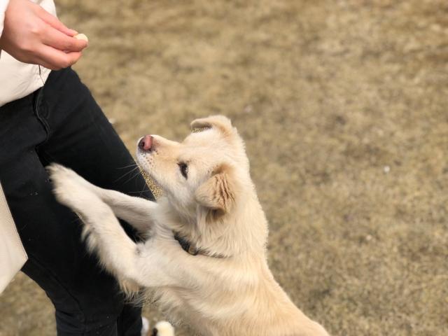 养狗有什么好处（养狗能带来财运吗）(2)