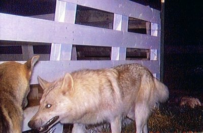 华盛顿嗜血狗群如野狼 咬死上百动物居民担忧