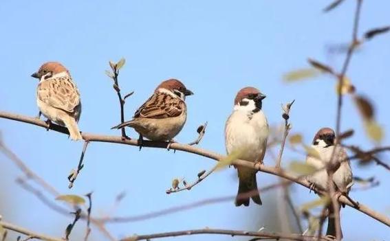 麻雀寿命自然有多长?麻雀有什么生活习性