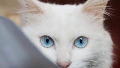 你知道有多少猫咪的眼睛是蓝色的吗？蓝眼睛的猫耳聋