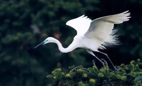 白鹭的性格与特点有哪些？白鹭的行为特征有哪些