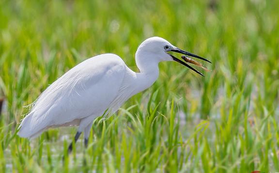 白鹭的性格与特点有哪些？白鹭的行为特征有哪些