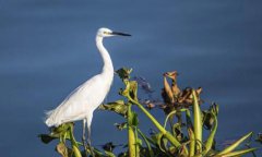 白鹭是国家几级保护动物白鹭的食物有哪些
