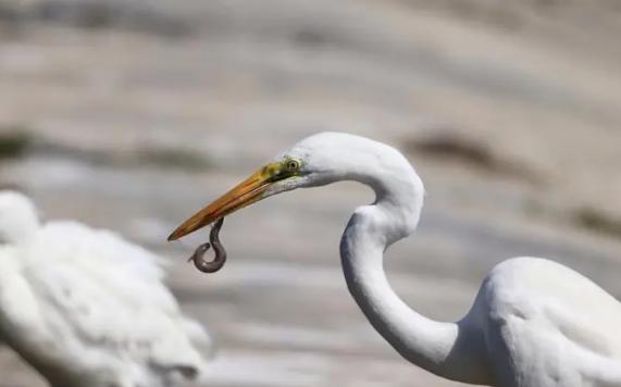 白鹭是国家几级保护动物？白鹭的食物有哪些