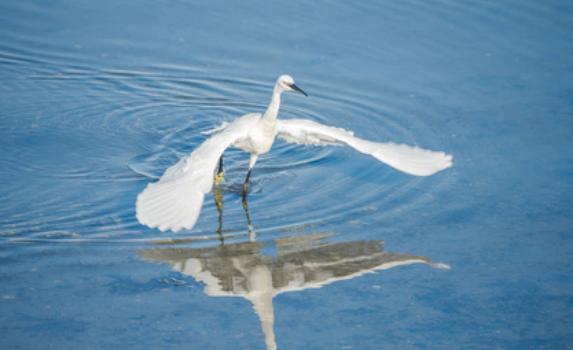 白鹭会游泳吗？白鹭属于什么科