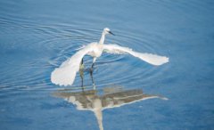 白鹭会游泳吗？白鹭属于什么科