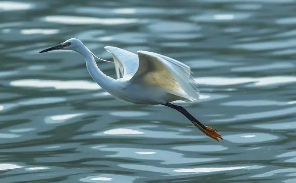 白鹭会游泳吗？白鹭属于什么科