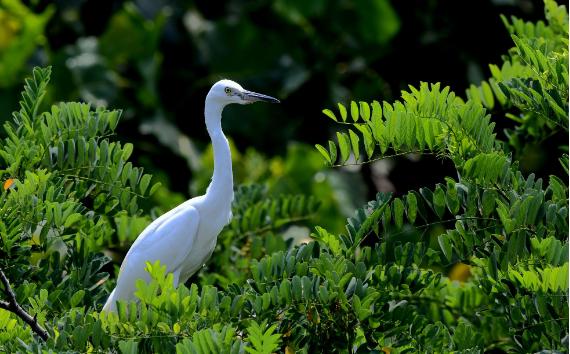 白鹭一般生活在哪里?白鹭是一种什么样的动物