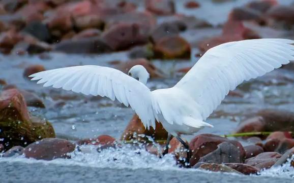 白鹭一般生活在哪里?白鹭是一种什么样的动物