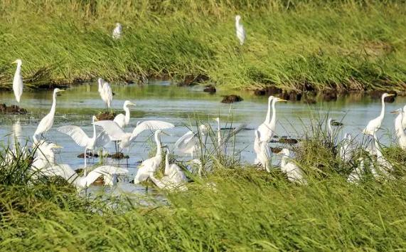 白鹭的外形特点是怎样的？白鹭的生活环境