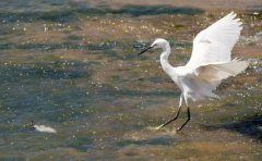 白鹭的体型有多大白鹭身高