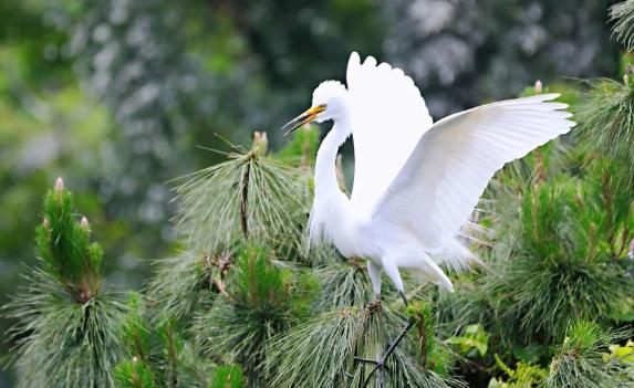 白鹭的体型有多大？白鹭身高