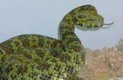 你知道世界最大毒蛇是谁吗？非莽山烙铁头蛇莫数