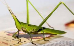 蚂蚱在十二生肖指什么动物蚂蚱的习性是什么