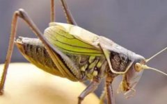 蝈蝈一般喂什么好蝈蝈和螳螂的区别是什么