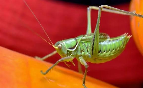 蝈蝈在什么时候会叫？蝈蝈用什么发声