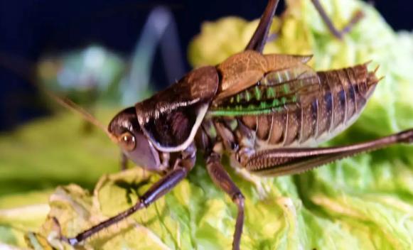 蝈蝈在什么时候会叫？蝈蝈用什么发声