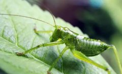 挑选好蝈蝈蝈蝈怎样才算吃饱