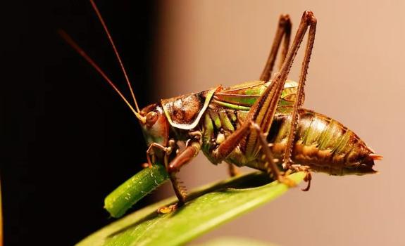 为什么蝈蝈一到晚上叫的特别欢?蝈蝈以什么为食