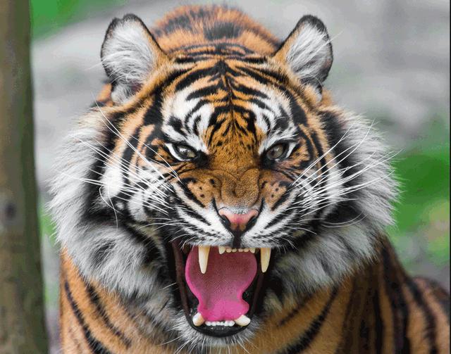 森林里什么动物最厉害 老虎、狮子、熊、豹子、狼谁厉害