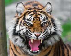 森林里什么动物最厉害老虎、狮子、熊、豹子、狼谁厉害