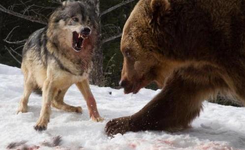 森林里什么动物最厉害 老虎、狮子、熊、豹子、狼谁厉害